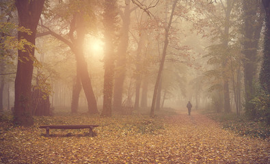 Fototapeta premium Man walking in the autumn forest