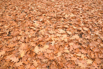 Autumn oak leaves background