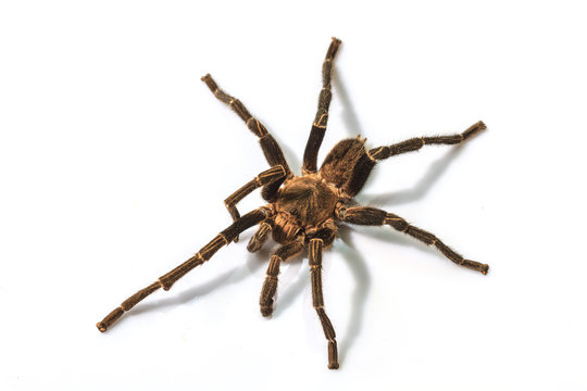 Tarantula Isolated on white Background