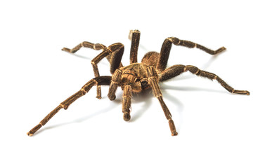 Tarantula Isolated on white Background