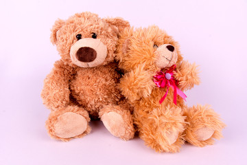 Couple brown toy bears on white background