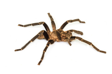Tarantula Isolated on white Background