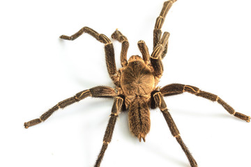 Tarantula Isolated on white Background