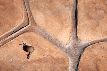 Snail on stone walkway