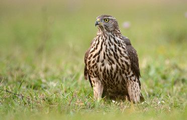 Young Sparrow hawk (Accipiter gentilis)