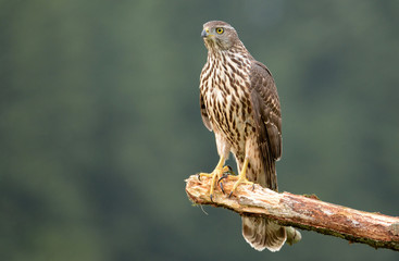 Young Sparrow hawk (Accipiter gentilis)