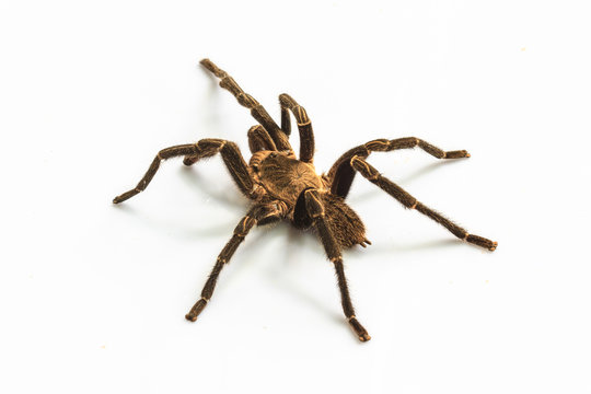 Tarantula Isolated On White Background