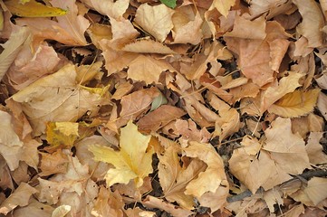 Autumnal Background/ background made of autumnal fallen leaves