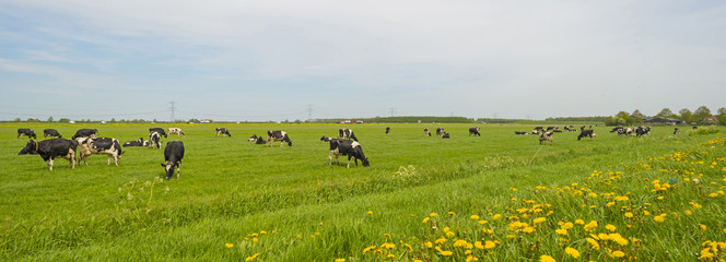 Fototapeta na wymiar Herd of grazing cows in a meadow in spring