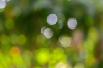 Fototapeta premium Bokeh liści bananowca