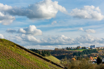 Fototapeta na wymiar German vineyard on a beautiful autumn day