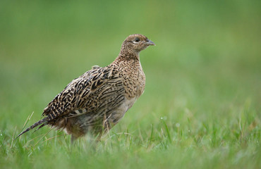 pheasant