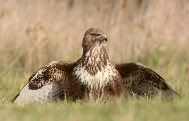 Common buzzard (buteo buteo)
