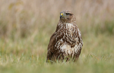 Common buzzard (buteo buteo)