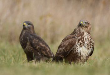 Common buzzard (buteo buteo)