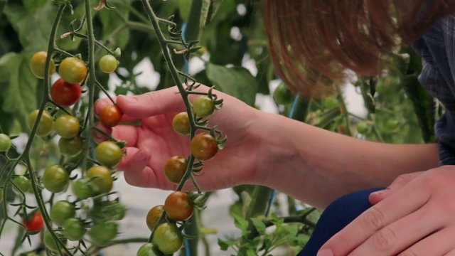 Checking cherry tomatoes in greenhouse - close up