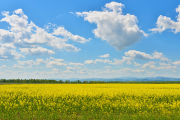 Field of rape in spring countryside