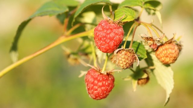 Red raspberry on the branch