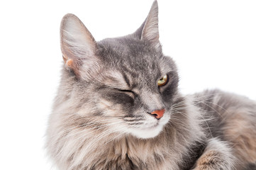 Gray cat on white background