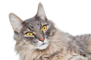 Pretty gray cat closeup