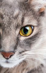 Closeup of gray cat with yellow  eye