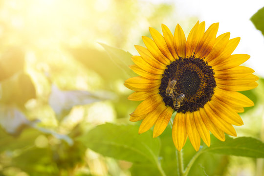 Bees pollinating a Sunflower, macro closeup