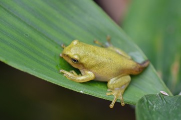 幼い蛙
