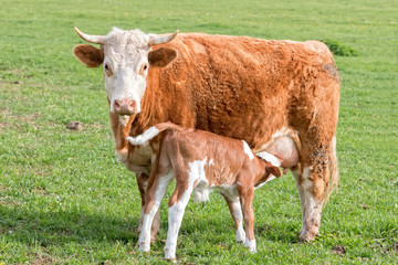 Naklejka na ściany i meble Young calf and your mutter