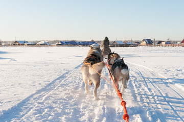 Naklejka premium Husky sledge ride at sunset in winter landscape. Motion blur