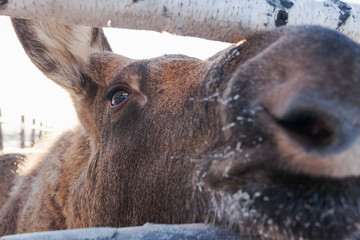 Fototapeta premium Baby moose snout