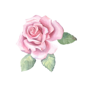 Beautiful bud. Watercolor rose in vector