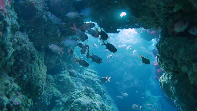 Underwater Scene. Coral Reef Colorful Fish Groups