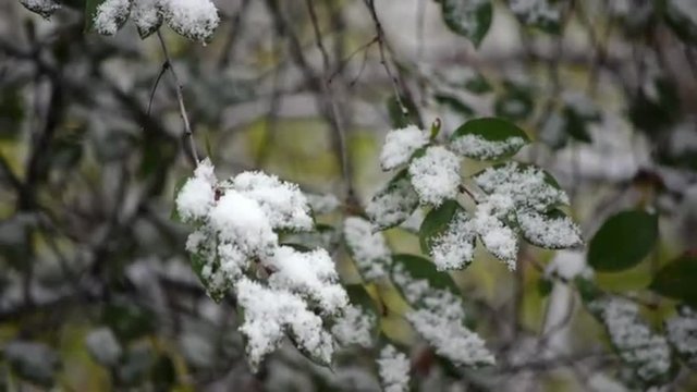 Closeup of cherry leaves with snow. Beautiful nature scene with first heavy snow fall in the cherry orchard with green leaves. Slow motion hd footage. Shallow dof. 1920x1080
