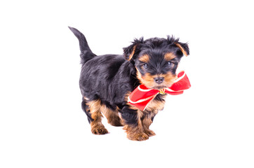 Yorkshire Terrier puppy with red bow-knot isolated on white background, 2 months old. Dog as present, gift