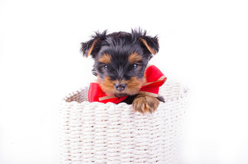 Yorkshire Terrier puppy with red bow-knot sitting in white box isolated on white background, 2 months old. Dog as present, gift