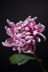 pink chrysanthemum with water drops on black background 