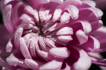 pink chrysanthemum petals, macro photo of flower head with water drops