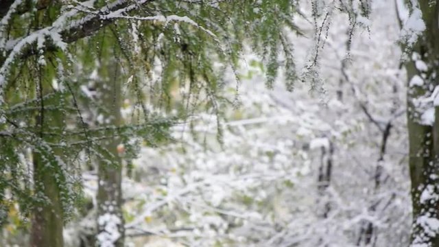 Exciting nature panoramic scene in autumn snowy park with flying crows. Magical autumn view with heavy snow on trees after first snow fall. Slow motion hd footage. 1920x1080
