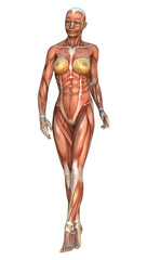  Female Anatomy Figure on White