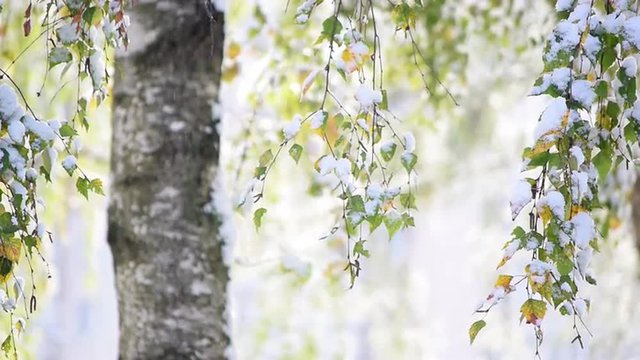 Closeup of birch (Betula alba) leaves with snow. Stunning nature background with first heavy snow fall in the park in sunny day. Shallow dof. Slow motion hd footage. 1920x1080
