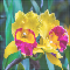 a mosaic of pictures of orchid