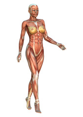 Female Anatomy Figure on White