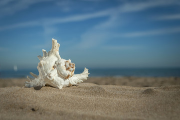 Obraz na płótnie Canvas shell on the sand