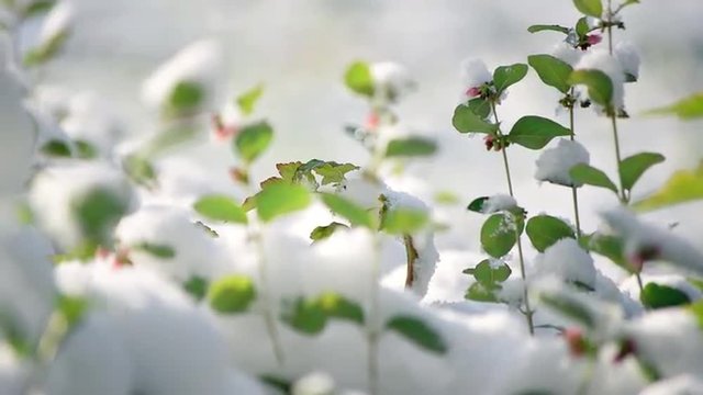 Scenic nature closeup view of snowberry (Symphoricarpos) bush after first snow fall. Beautiful autumn background with heavy snow on foliage in sunny day. Slow motion hd footage. 1920x1080
