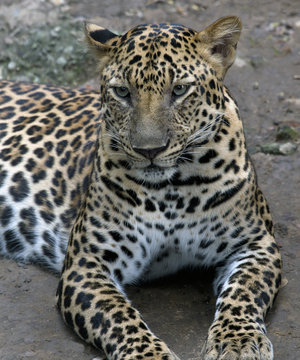Lazy lying Leopards Panther
