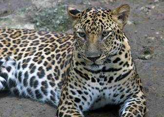 Naklejka premium Lazy lying Leopards Panther