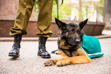 Police man and his dog at the city