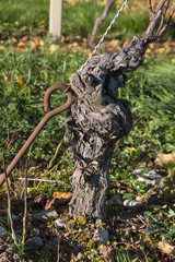 Fototapeta na wymiar vineyard in autumn sunny day. space for inscriptions.