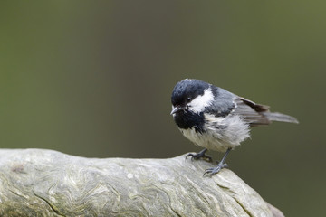 Coal tit perched on wood.