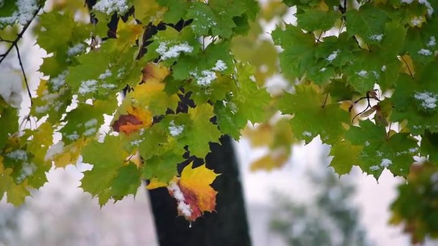 Beautiful autumn scene with maple leaves in first snow fall. Great nature background in the park. Slow motion hd footage 1920x1080
